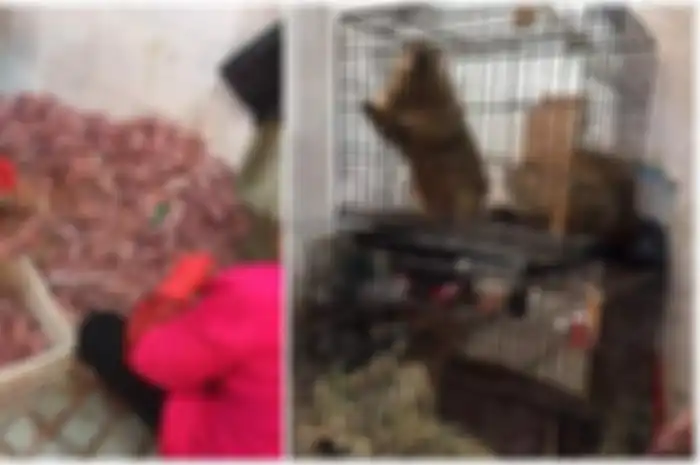Mampu Ciptakan Kondisi yang 'Sempurna' bagi Virus untuk Lakukan Hal-hal Berbahaya Ini, para Pakar Sangat Waswas dengan Pembukaan Kembali Pasar Hewan Wuhan