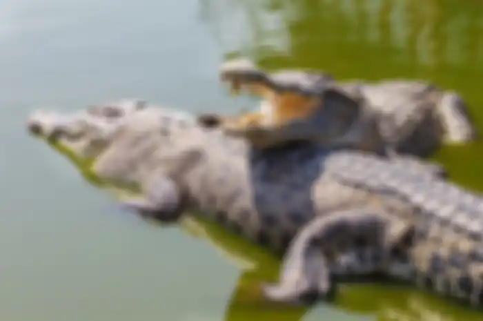 Buaya 
