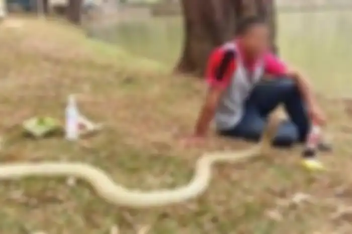Percaya Itu Sosok Pacarnya yang Meninggal Hidup Kembali, Pria Ini Nikahi Ular Cobra Sepanjang 10 Kaki