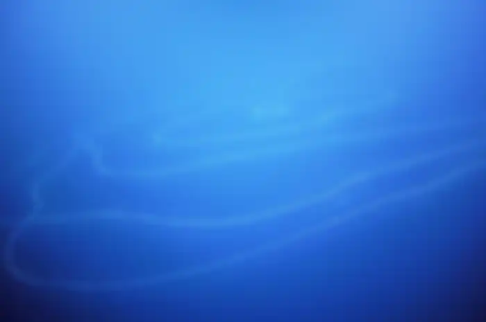 Siphonophore yang ditemukan di Australia menjadi hewan terpanjang