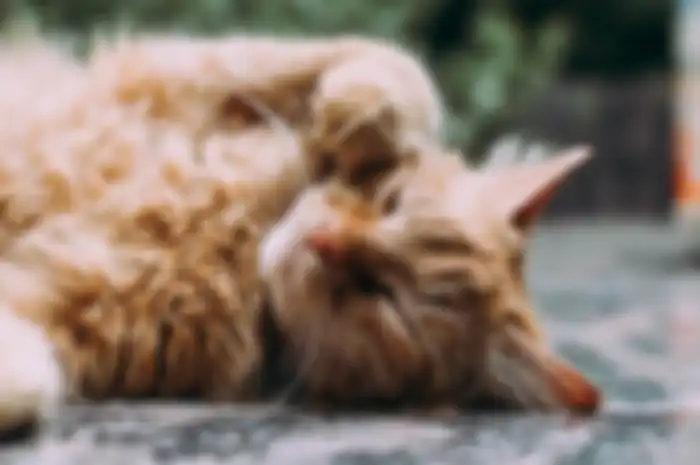 Ilustrasi kucing