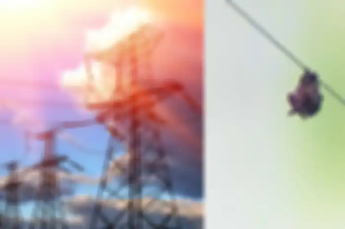 Anak bergelantungan di Kabel Sutet Kecamatan Curug Kabupaten Tangerang, Kamis (16/4/2020)