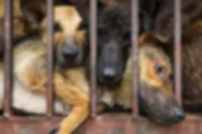 Nekat konsumsi daging anjing, 25 orang terpaksa dilarikan ke puskesmas usai alami mual dan muntah keracunan hewan ini
