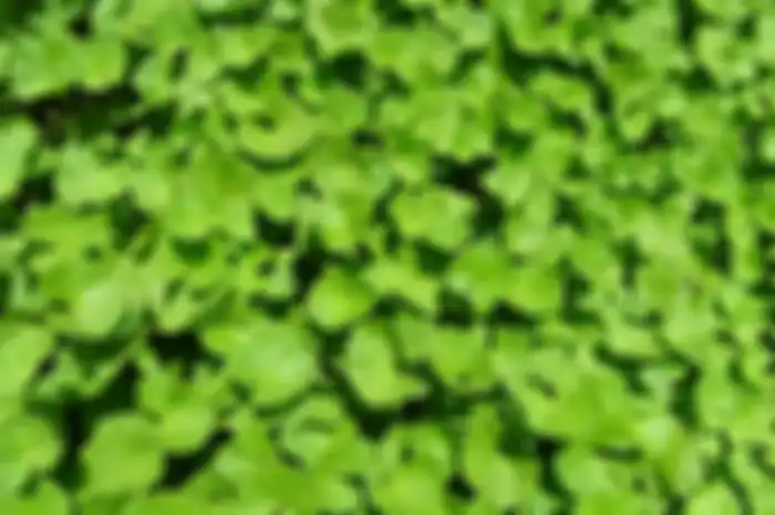 Pegagan 