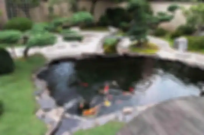 Mau Tips Atasi Kolam Ikan Bocor Hingga Buat Agar Tetap Bersih Mudah dan Murah!