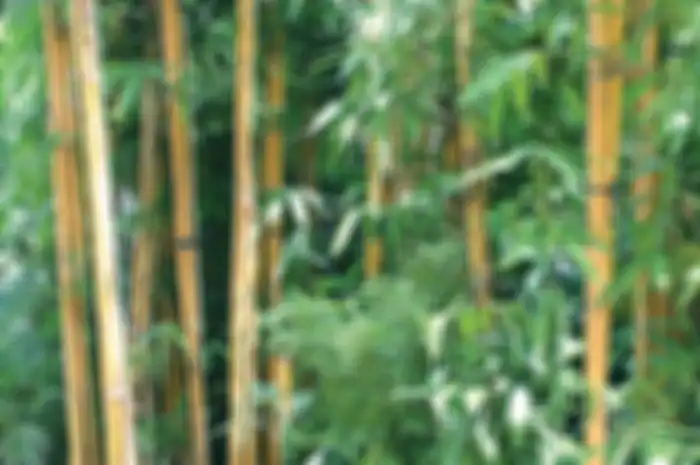 Tips Merawat Bambu Kuning di Rumah, Penyiraman Minimal 2 Kali Seminggu