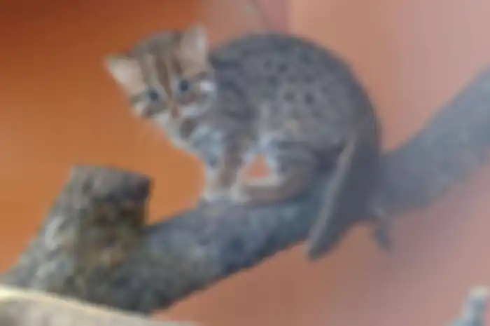 Ilusrasi Kucing terkecil di dunia lahir di suaka margasatwa Inggris.