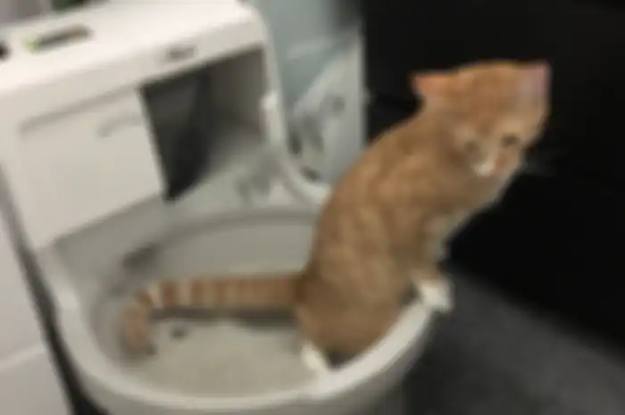 Jangan Biarkan ‘Mpus Buang Air Besar di Toilet yang Sama, Ini Dampak yang Bisa Terjadi!