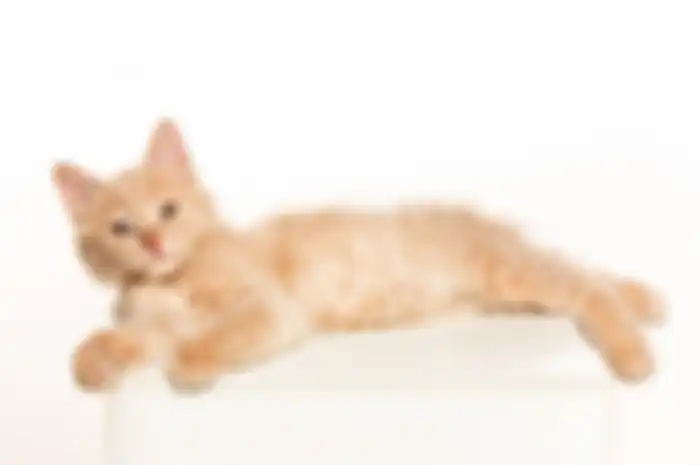 Kucing