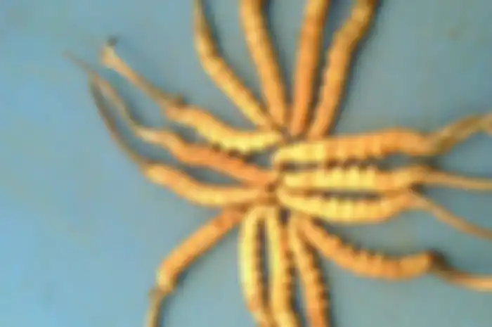 Yartsa Gunbu