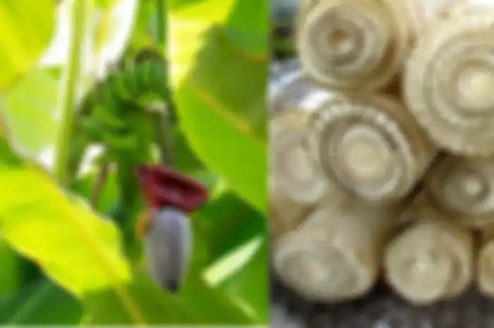Bukan Hanya Buahnya yang Bermanfaat, Wanita ini Buktikan Sendiri Khasiat Jus Batang Pisang yang Rutin Dikonsumsi Setiap Hari dan Rasakan Perubahan ini Pada Tubuhnya