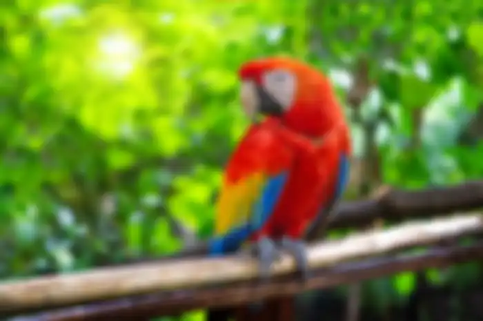 (Ilustrasi) Burung Beo
