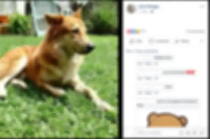 Kisah anjing bernama Chiko.