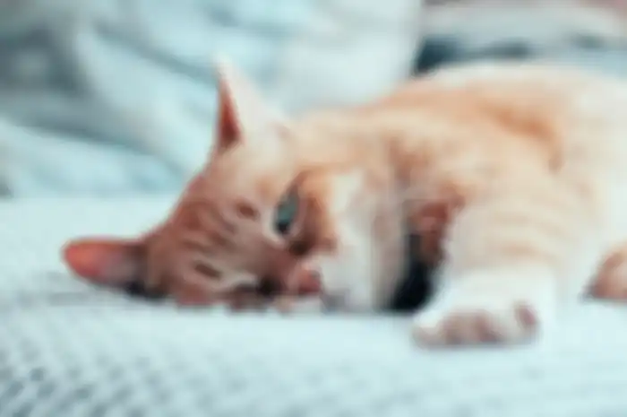 Kucing