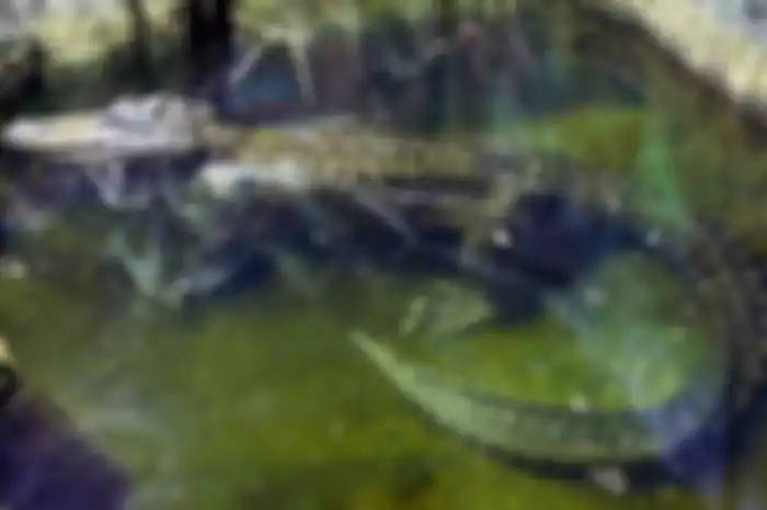 Aligator Saturnus