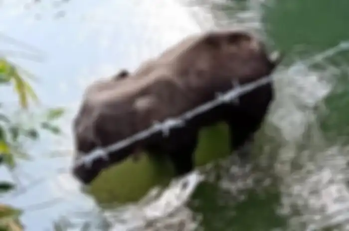 Gajah yang tewas setelah memakan nanas berisi petasan.