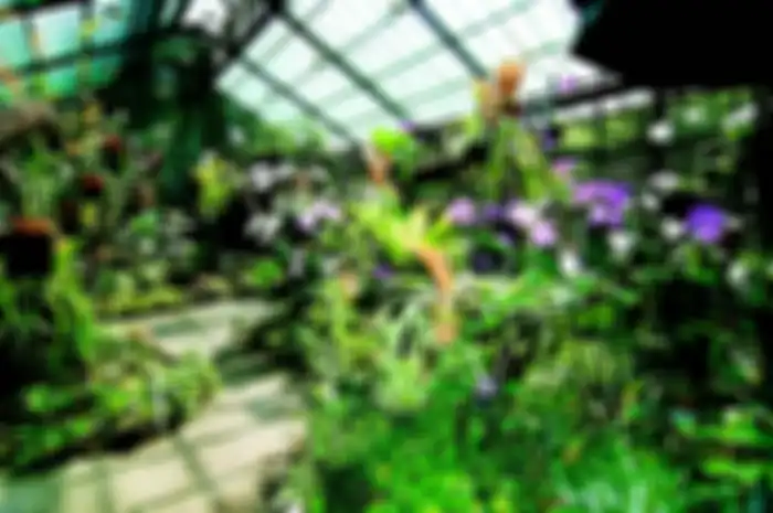 Ilustrasi taman anggrek di rumah.
