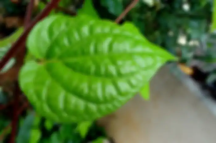 Daun sirih