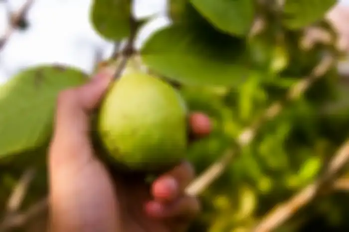 Daun jambu biji dipercayai mempunyai berbagai manfaat kesehatan untuk tubuh.