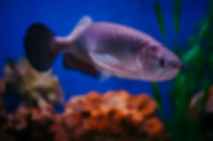 Ikan arwana