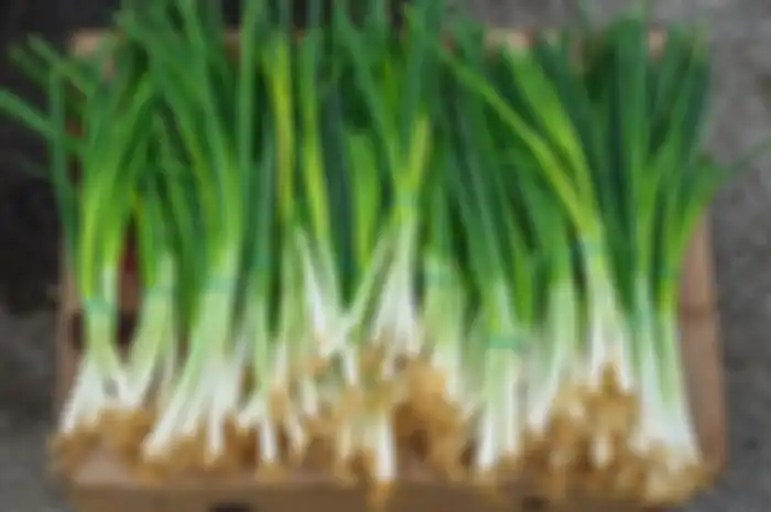 Daun bawang sebagai bahan alami atasi berbagai penyakit.