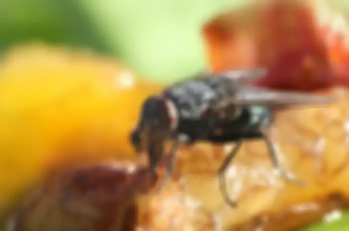 Makanan yang dihinggapi lalat 
