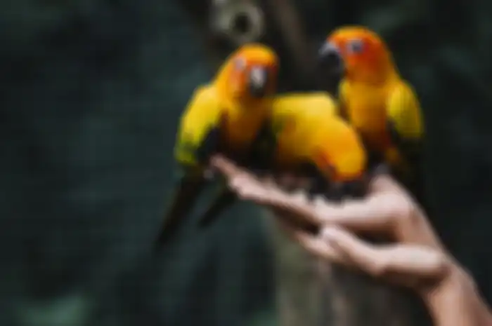 Berawal dari Burung Beo Peliharaannya yang Sering Ucapkan Kalimat ini, Seorang Istri Berhasil Mengungkap Hubungan Terlarang Majikan dan Pembantunya