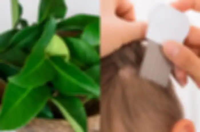 Manfaat daun salam untuk kecantikan kulit dan rambut, termasuk hilangkan kutu. 