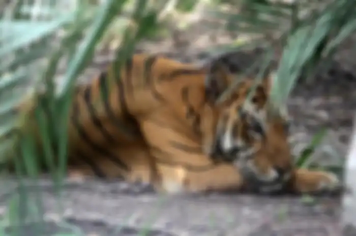 Ilustrasi Harimau