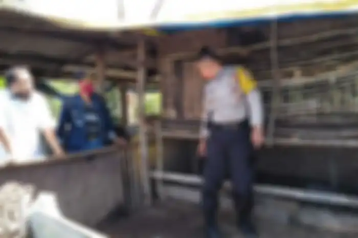 Hewan ternak mati mendadak seperti diisap di Tapanuli Utara