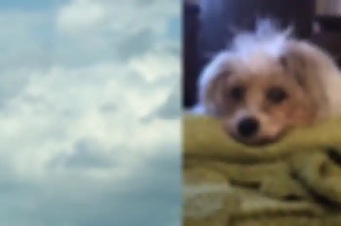Awan yang berbentuk mirip anjing Lucy Ledgeway
