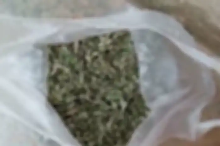 Daun ganja yang disita oleh polisi