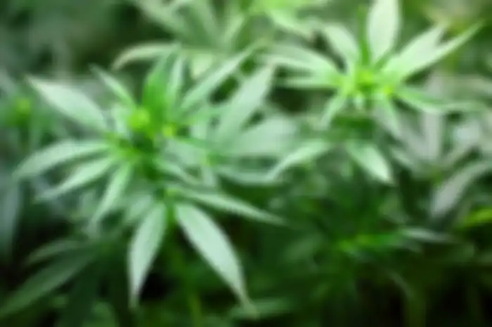 iIustrasi tanaman ganja