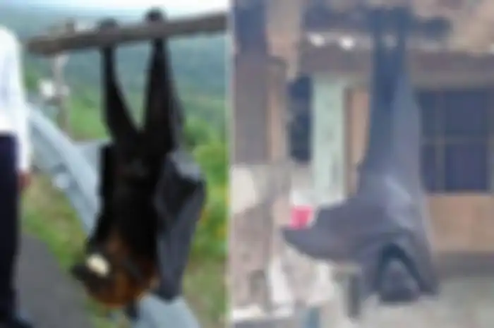 Golden-crowned Flying Fox di Filipina