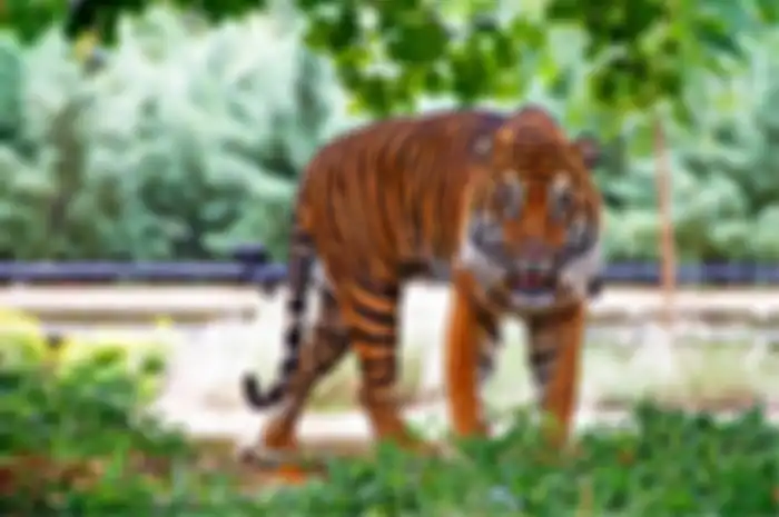 Ilustrasi harimau