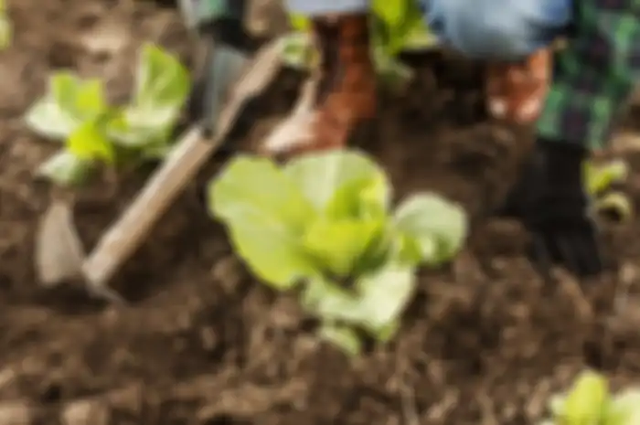 Berkebun Kembali Diminati saat Pandemi