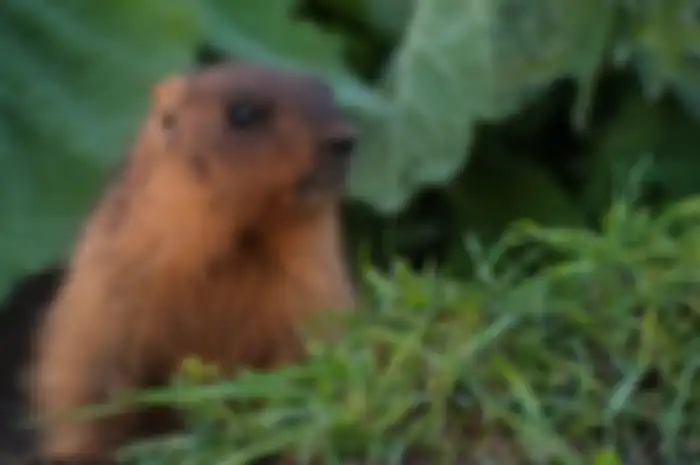Ilustrasi marmot.