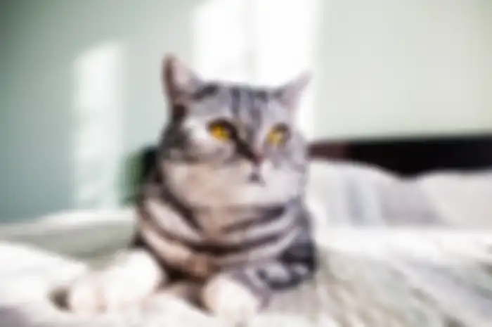 Kucing 