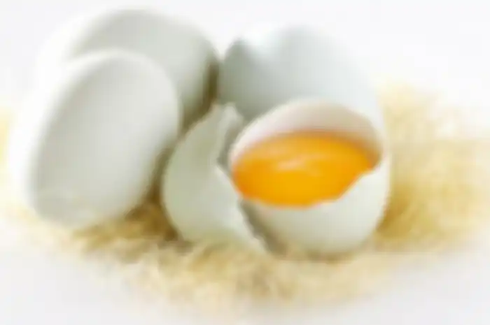 Ilustrasi telur bebek