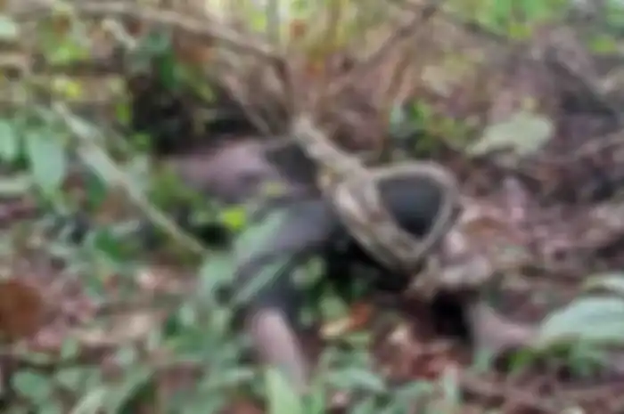Orang rimba ditemukan tewas dililit ular di Jambi.
