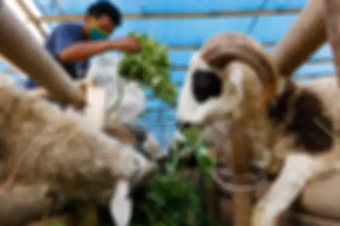 Suasana penjualan hewan kurban di Cilendek, Bogor, Kamis (9/7/2020). Mendekati Idul Adha permintaan hewan kurban meningkat. Harga domba dan sapi dijual dari harga Rp. 2,5 juta hingga Rp. 36 juta.