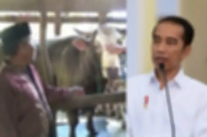 Sapi seberat 1,2 ton milik Rahman Takka dibeli Jokowi dengan harga fantastis