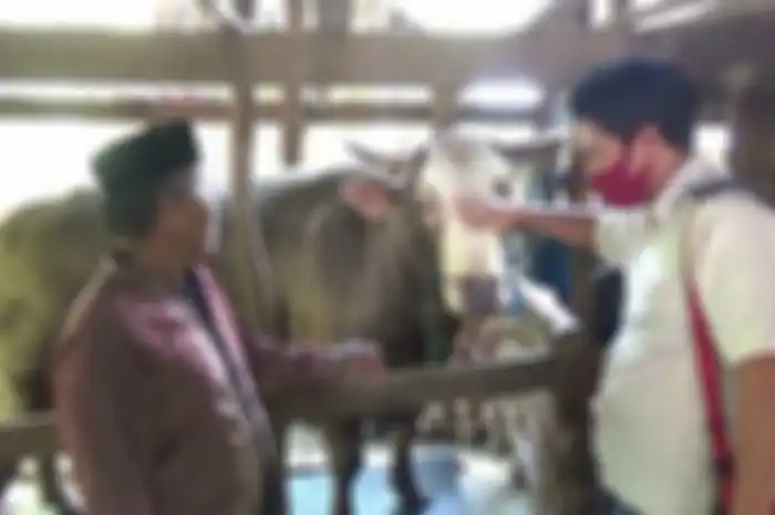 Sapi Berbobot 1,2 Ton milik peternak Rahman Takka dibeli Jokowi