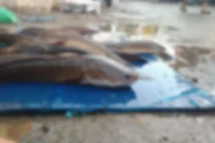 Ikan gabus yang memiliki banyak manfaat ksehatan.