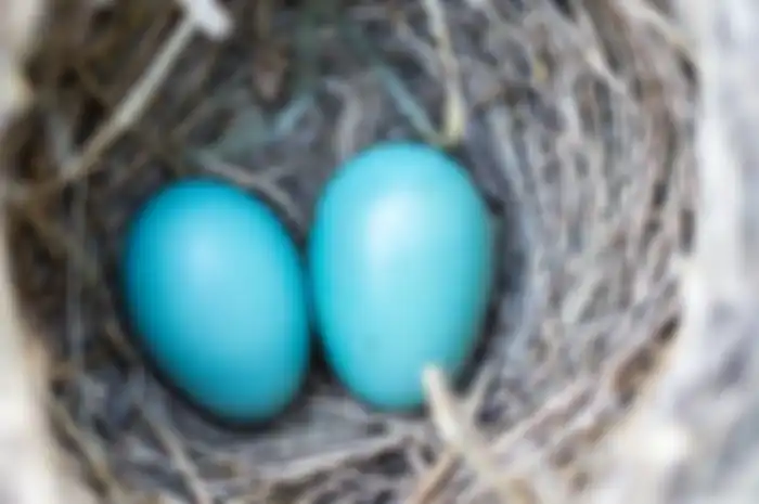 Ilustrasi telur burung 