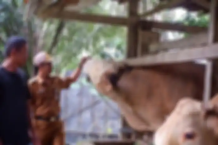 Lihat Foto Sapi kurban Presiden Jokowi dengan berat 1 ton berasal dari kabupaten Konawe Selatan
