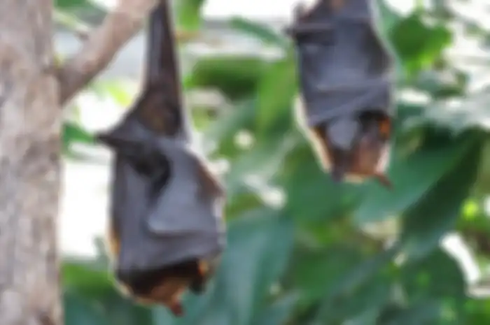 Kelelawar