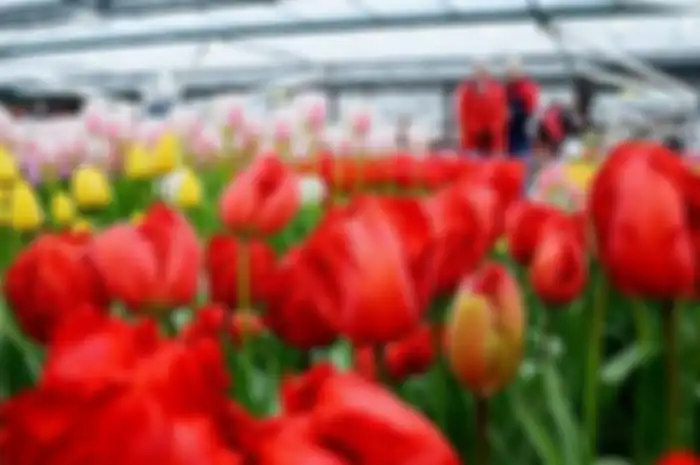 Bunga tulip khas Belanda dipamerkan di rumah kaca di Taman Bunga Keukenhof, Belanda.