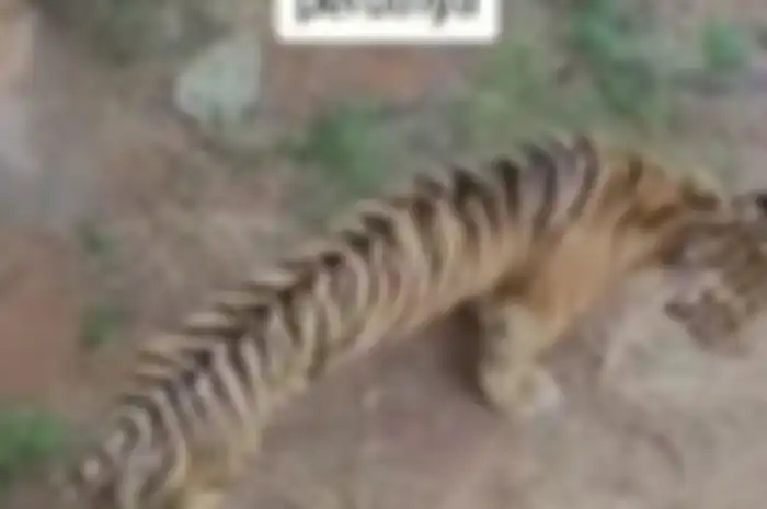 Harimau Sumatera Terlihat Kurus dan Perutnya Kempis, Ini Penjelasan Kebun Binatang.