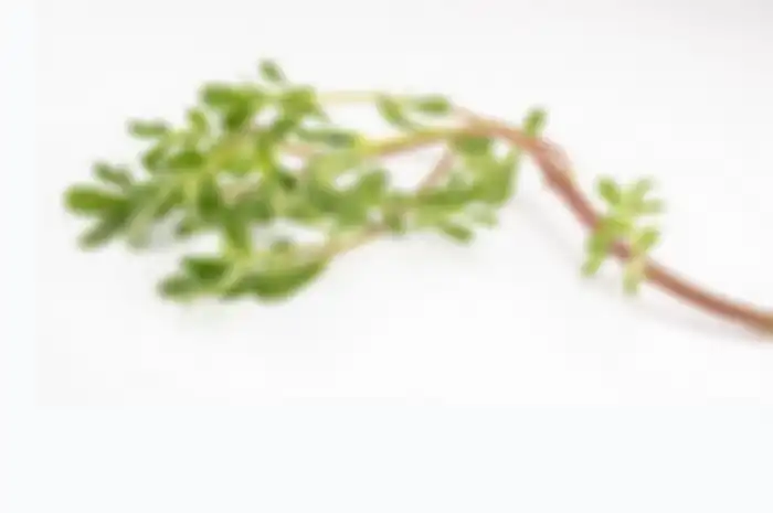 Krokot atau Purslane 